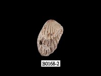 藏品(灰算盤蛤)的圖片